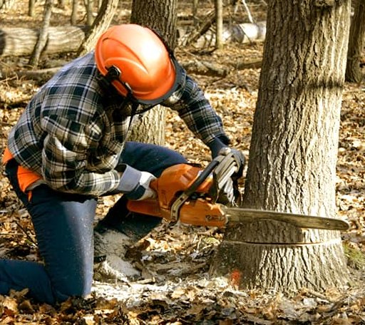 Tree Removal in Easton, IL